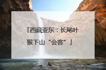 西藏亚东：长尾叶猴下山“会客”